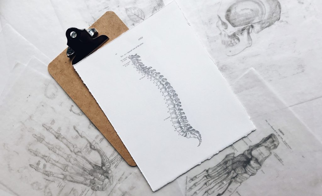 Spine Drawing